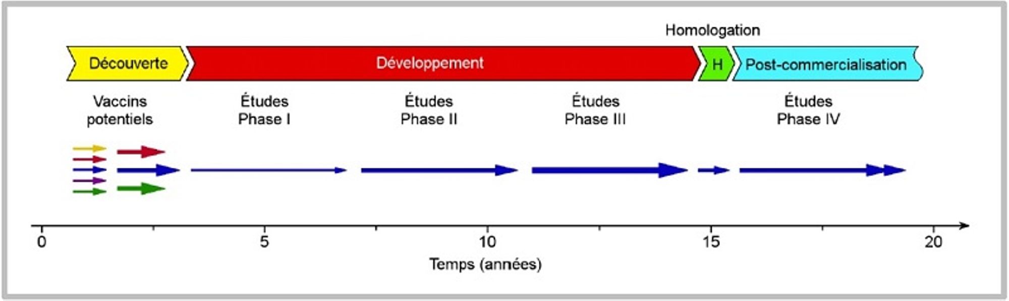 Les étapes de la fabrication d'un vaccin